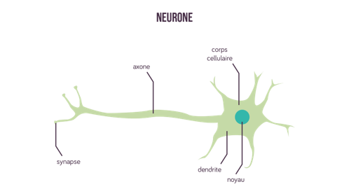 neurone informel